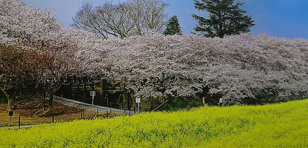 dsc01300.jpg