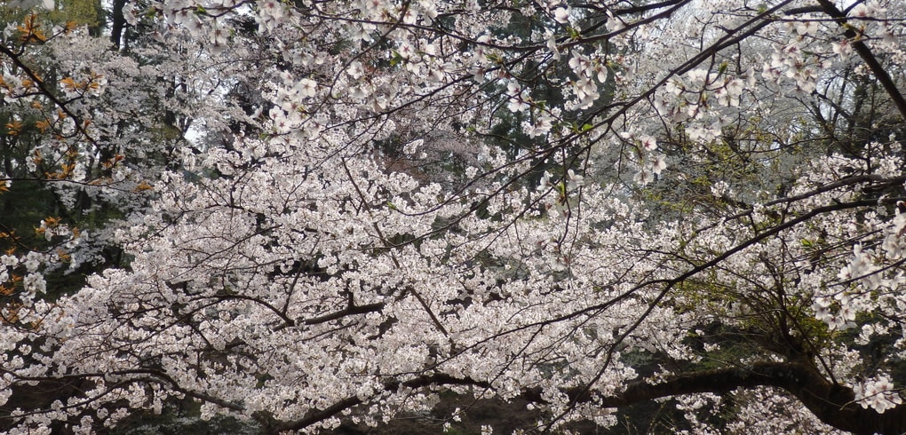 p4070013.jpg
